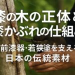漆の木とは？漆かぶれの仕組みと越前漆器・若狭塗を支える日本の伝統素材を解説