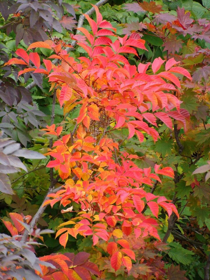 紅葉したウルシの葉。羽状複葉全体が赤から橙色に色づく